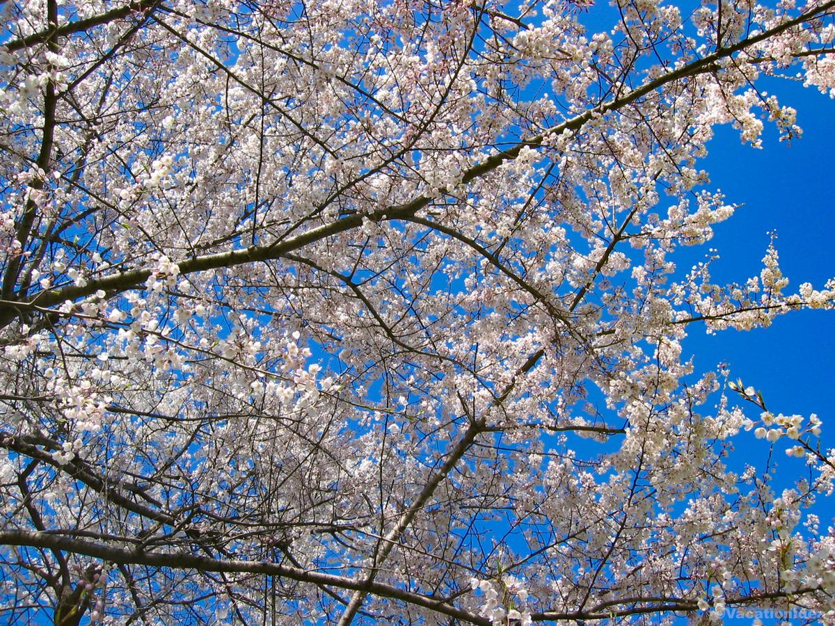 I took this photo of spring blooms in Texas