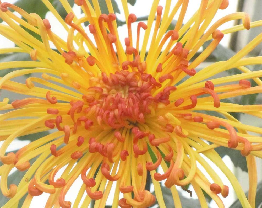 See colorful displays at Buffalo and Erie County Botanical Gardens, New York