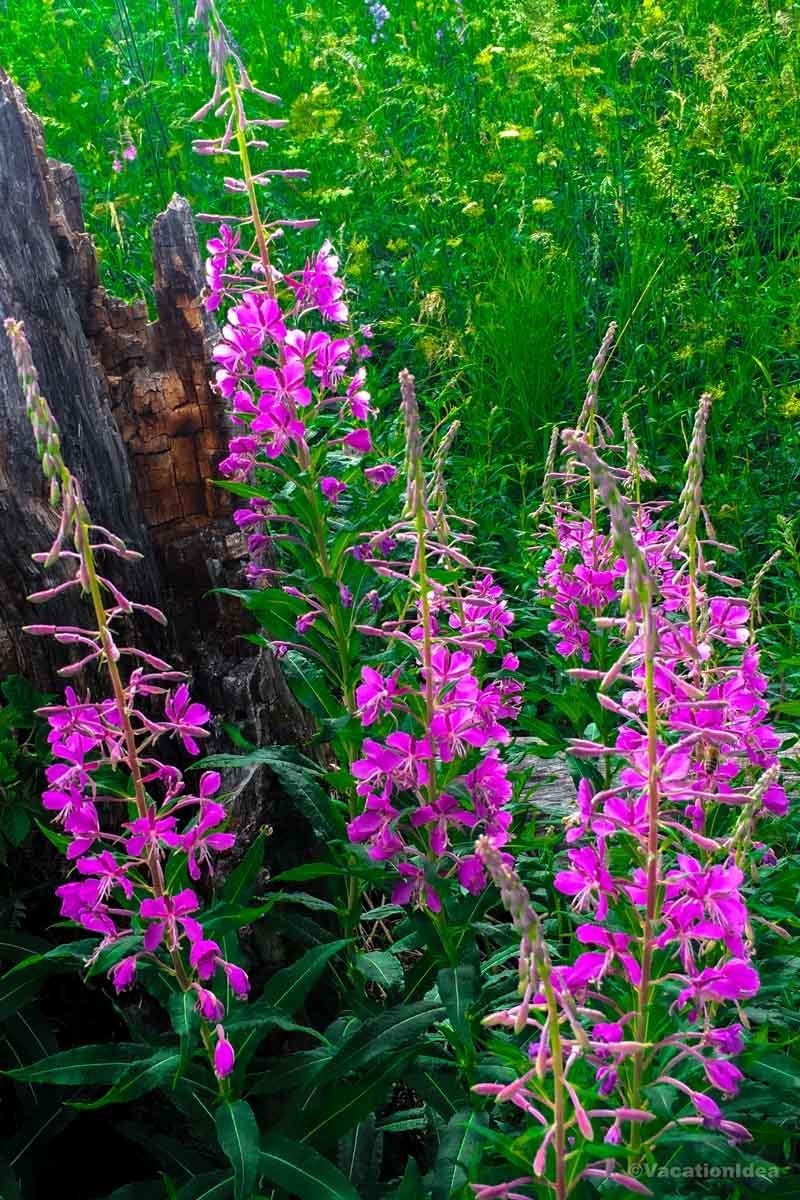 My photo of spring flowers while traveling around NJ