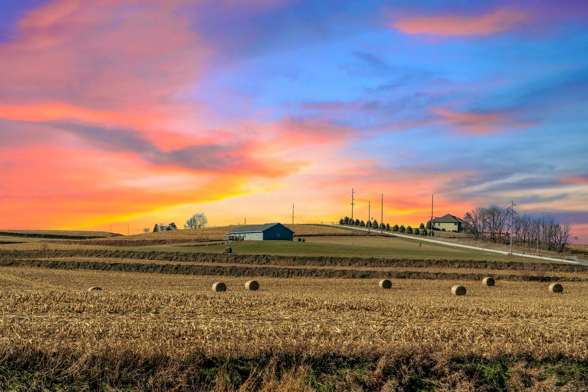 Golden field in the middle of Iowa