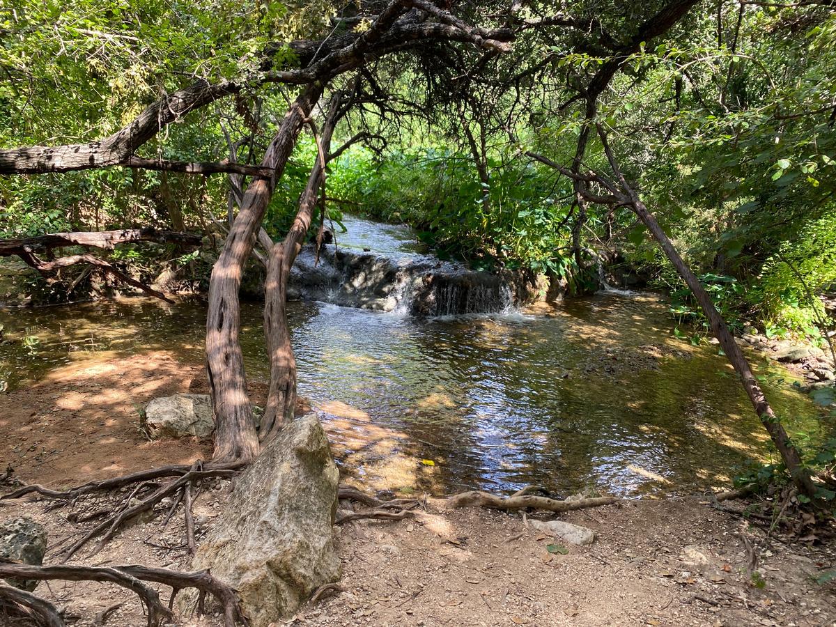 My photo of a forest trail on a romantic hike