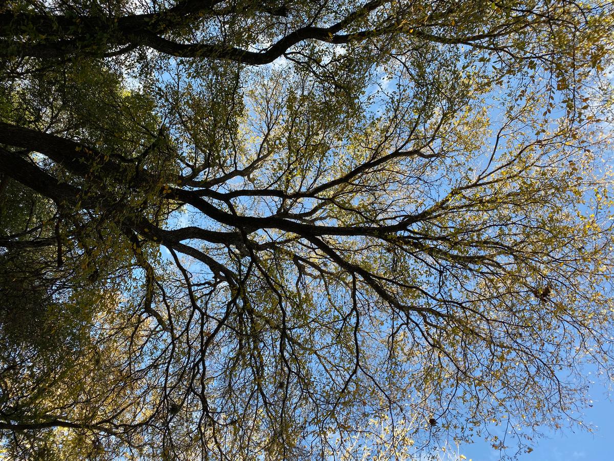 My photo of treetops I took on a weekend getaway in New Hampshire