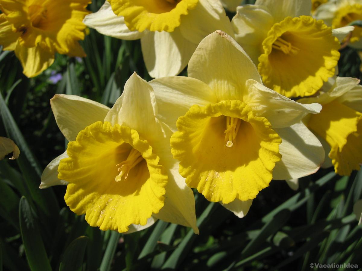 I took this photo of yellow flowers at Reiman Gardens