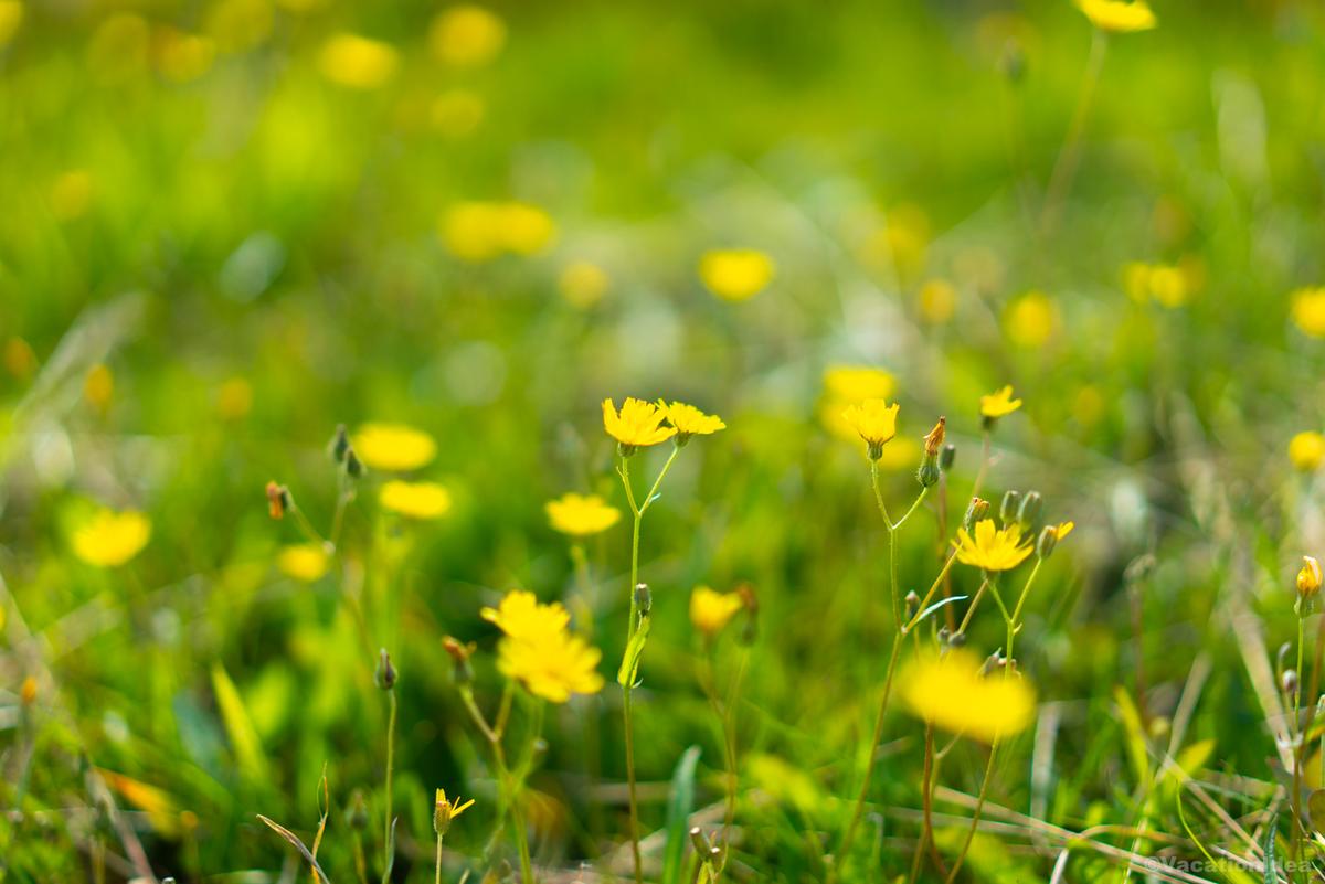 My photo of mountain meadow in the summer