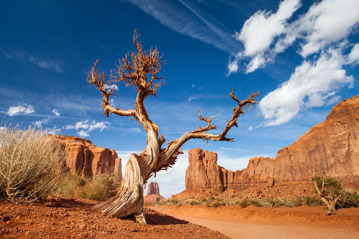 Tree in Monument Valley