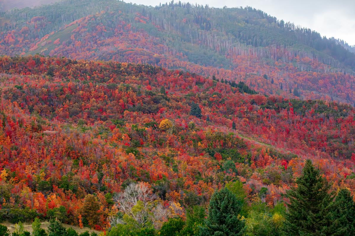 Fall foliage in Wasatch Mountains near Midway