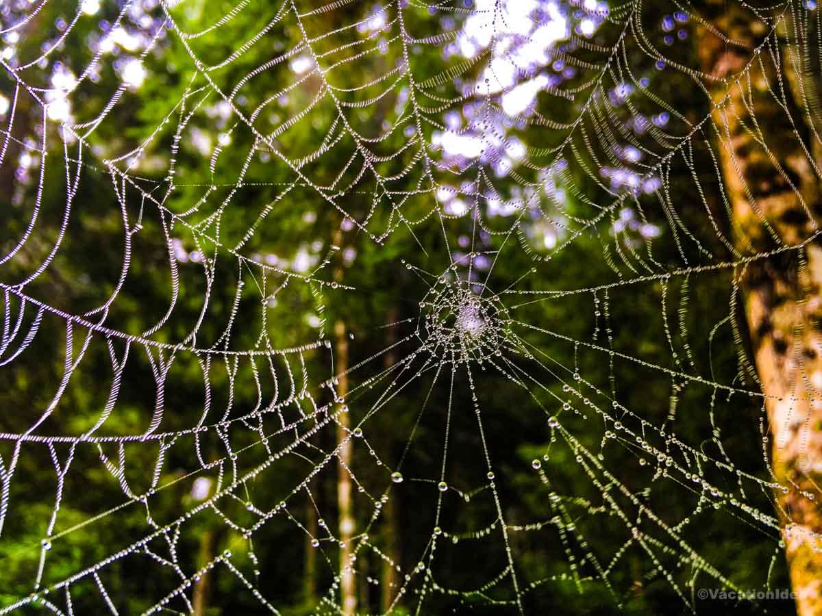 My photo of local nature our our hike near Midway