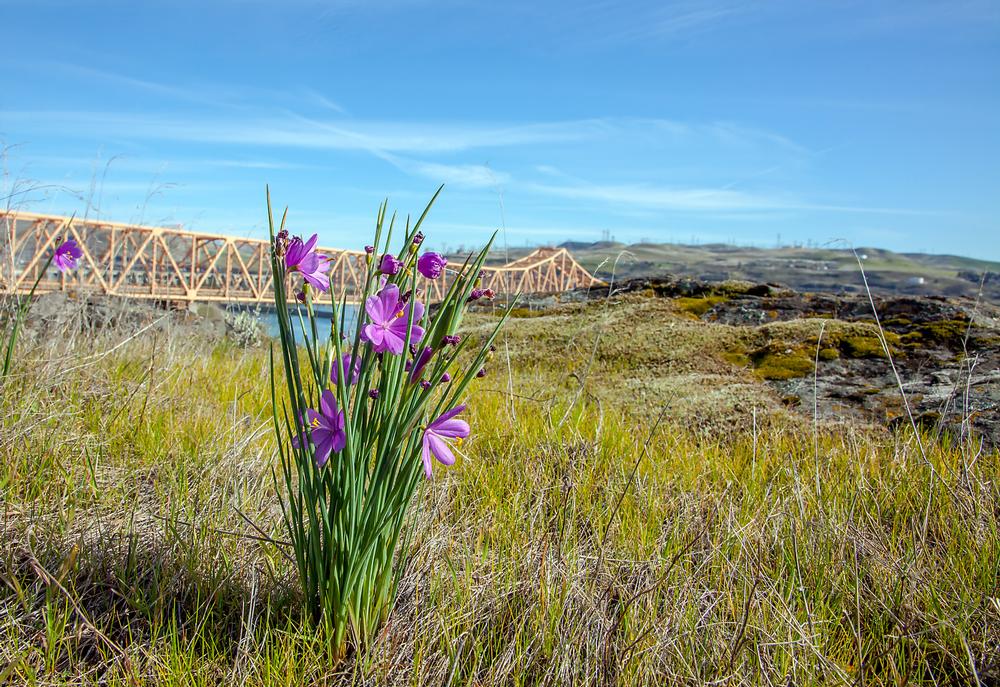 Explore Scenic Trails and River Views in The Dalles, Oregon