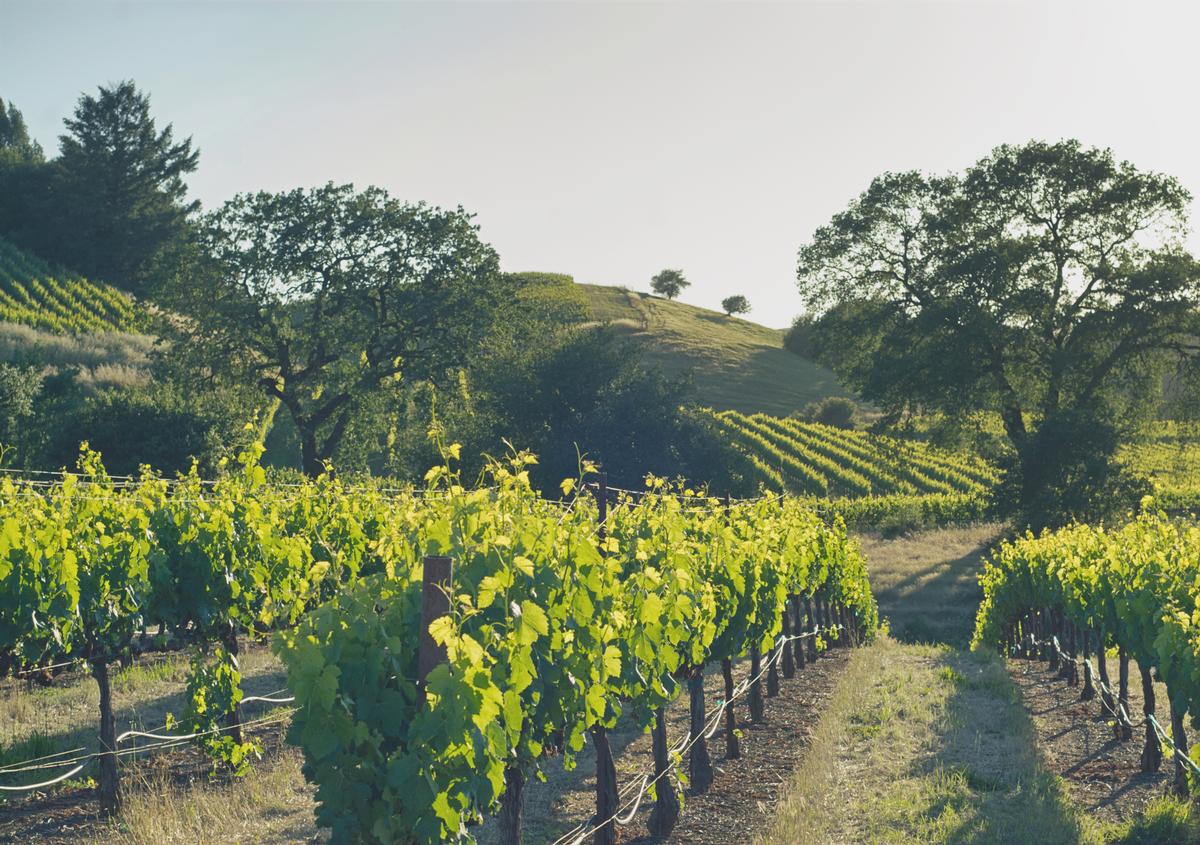 Sip and Savor Your Way Through Healdsburg, California