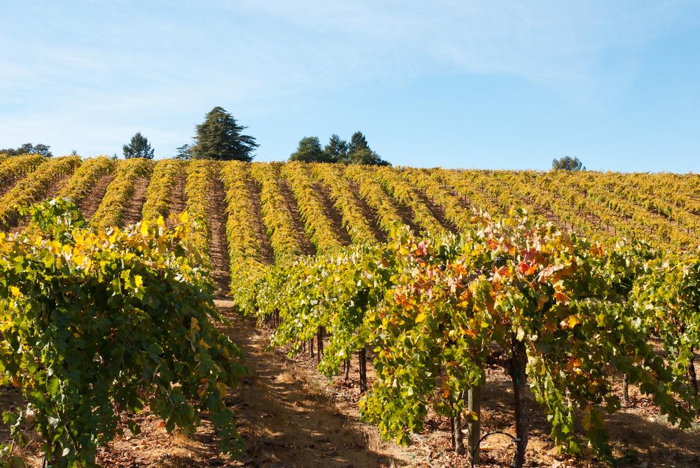 Sip and Savor Your Way Through Healdsburg, California