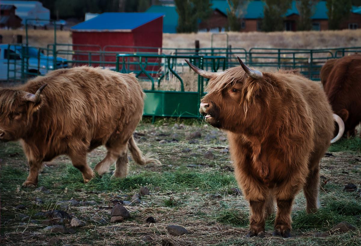 Cows in the field in Ellensburg