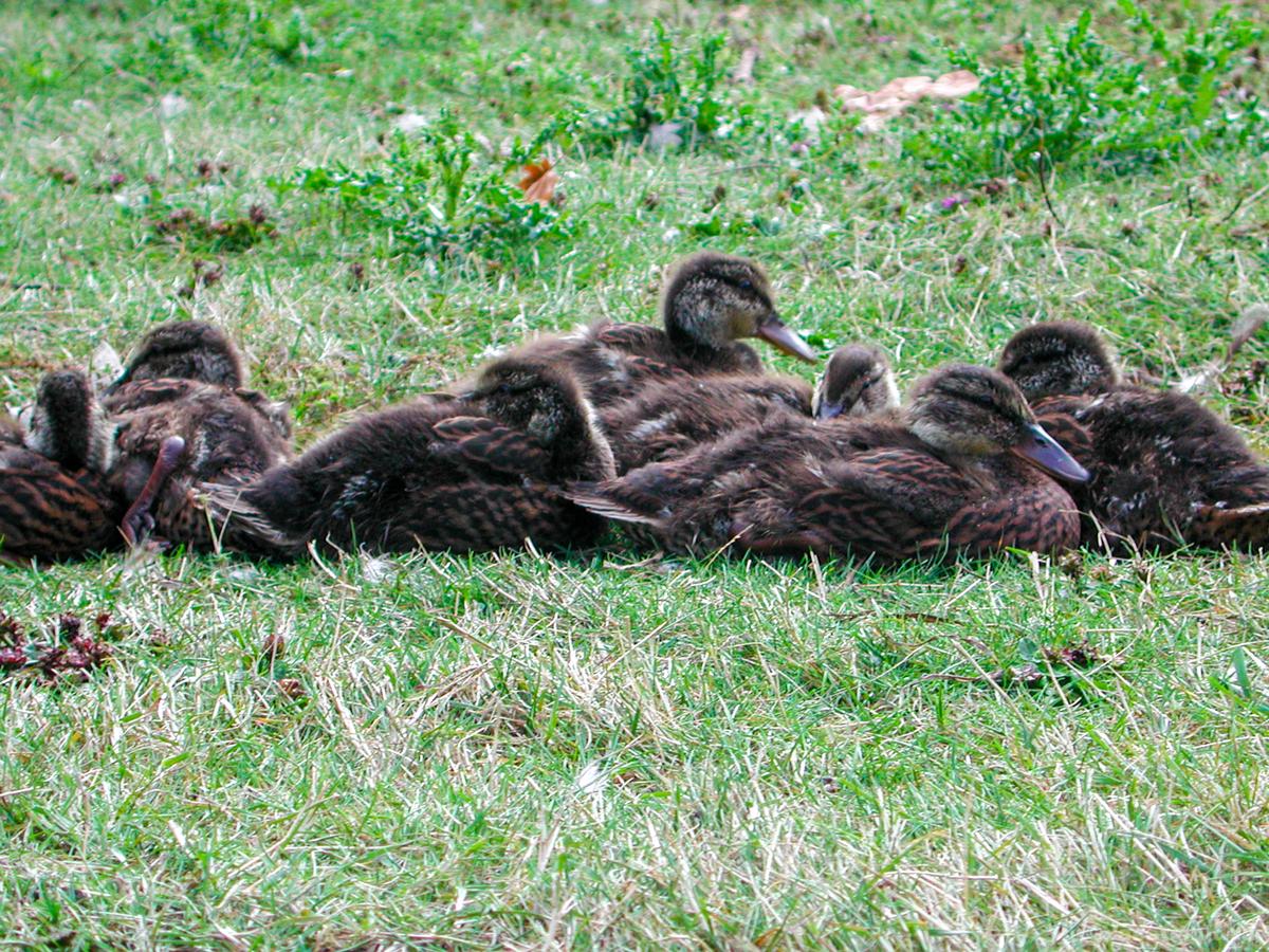 My photo of ducks in the field in Ellensburg