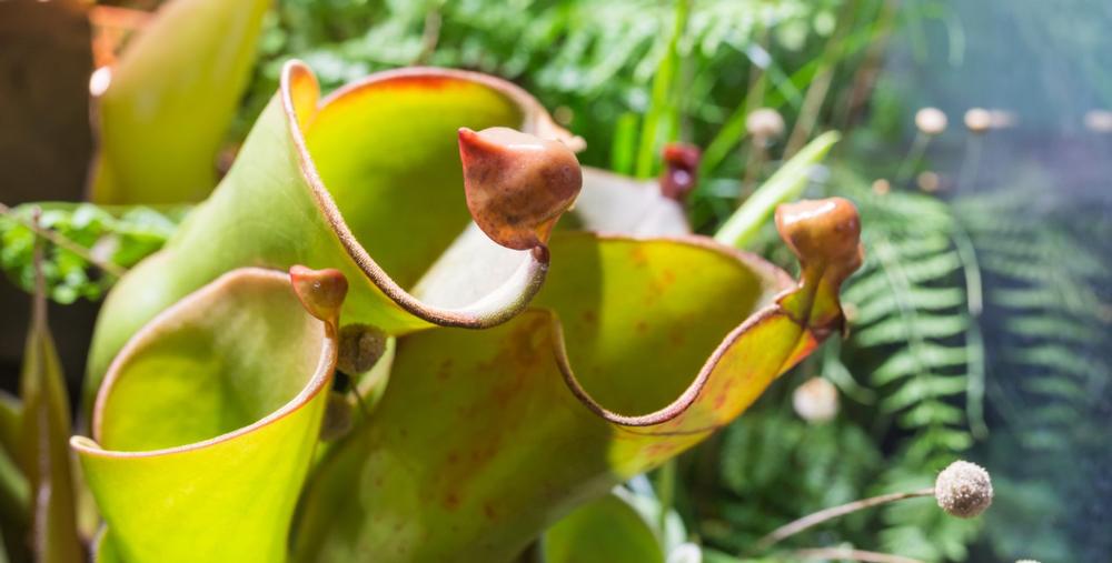 See Venus flytraps and explore this unusual, hidden gem on a quick nature stop.