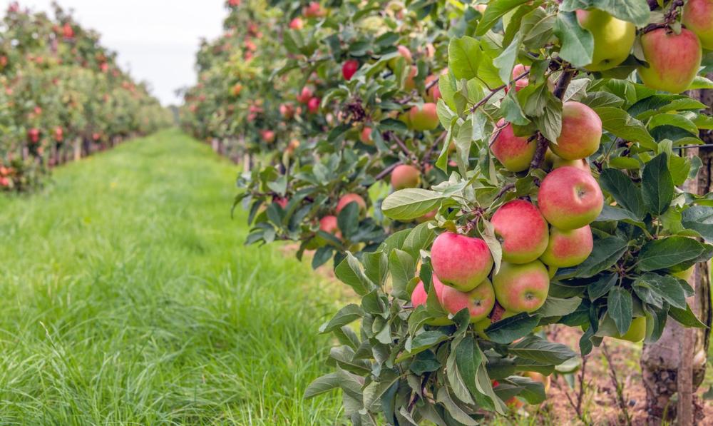 Pick your own berries at Jenkins Lueken Orchards | Things to Do in New Paltz, New York