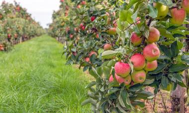 Pick your own berries at Jenkins Lueken Orchards | Things to Do in New Paltz, New York