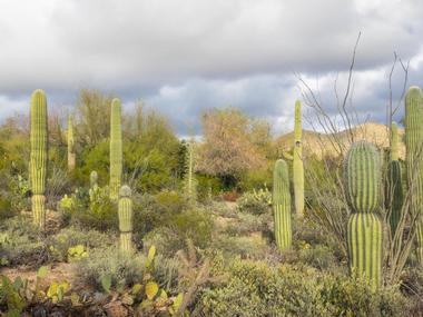 The Arizona-Sonora Desert Museum