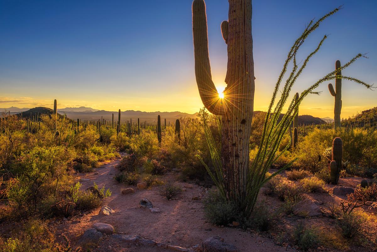 See giant saguaro at Saguaro National Park