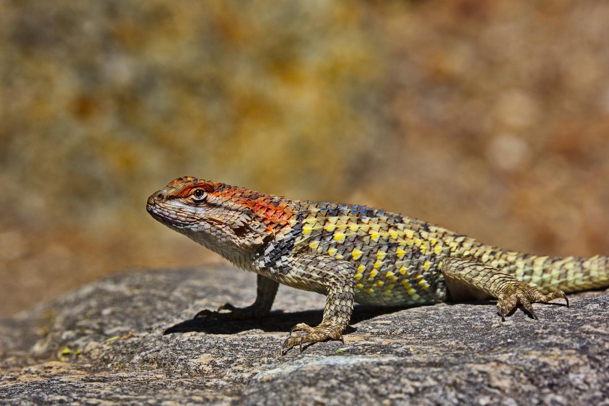 Enjoy Nature, Art, and Culture at Tohono Chul Park