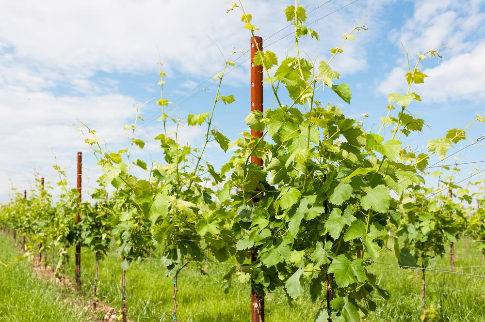 Taste delicious new wines at Robibero Winery