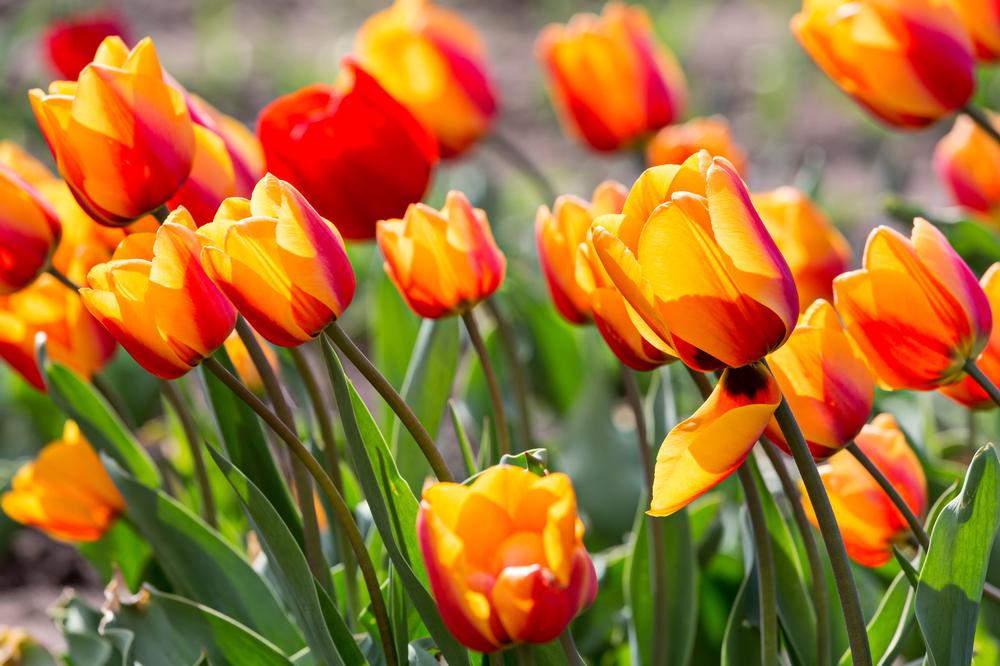 Admire seasonal blooms and walk oak-lined paths on a peaceful spring or summer outing.