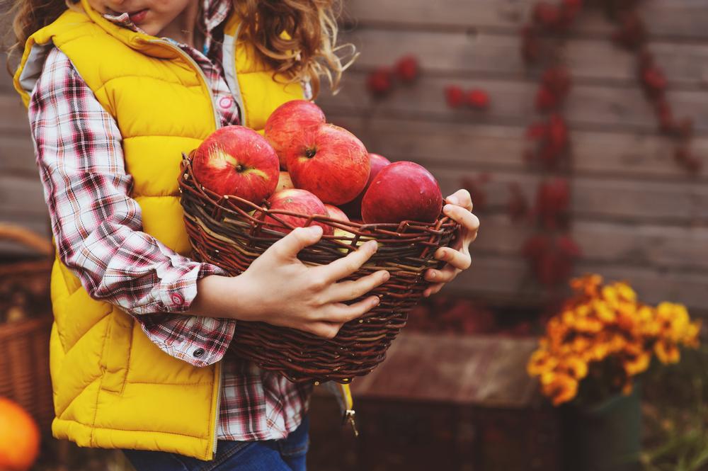 Pick your own apples in the fall at Dressel Farms