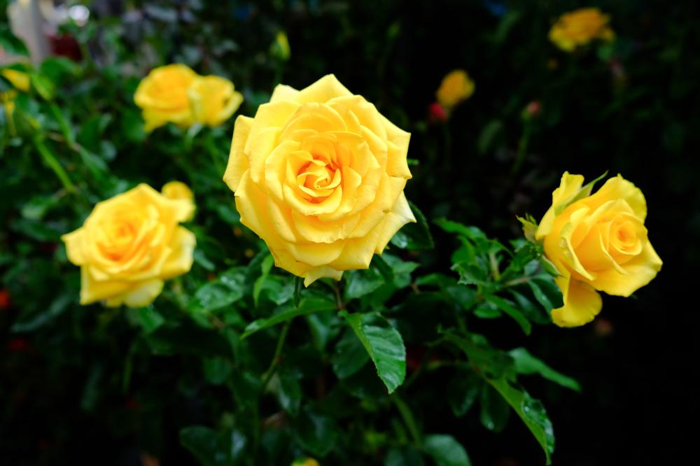Stroll Gardens, Ride the Train, or Visit the Rose Garden at Gage Park