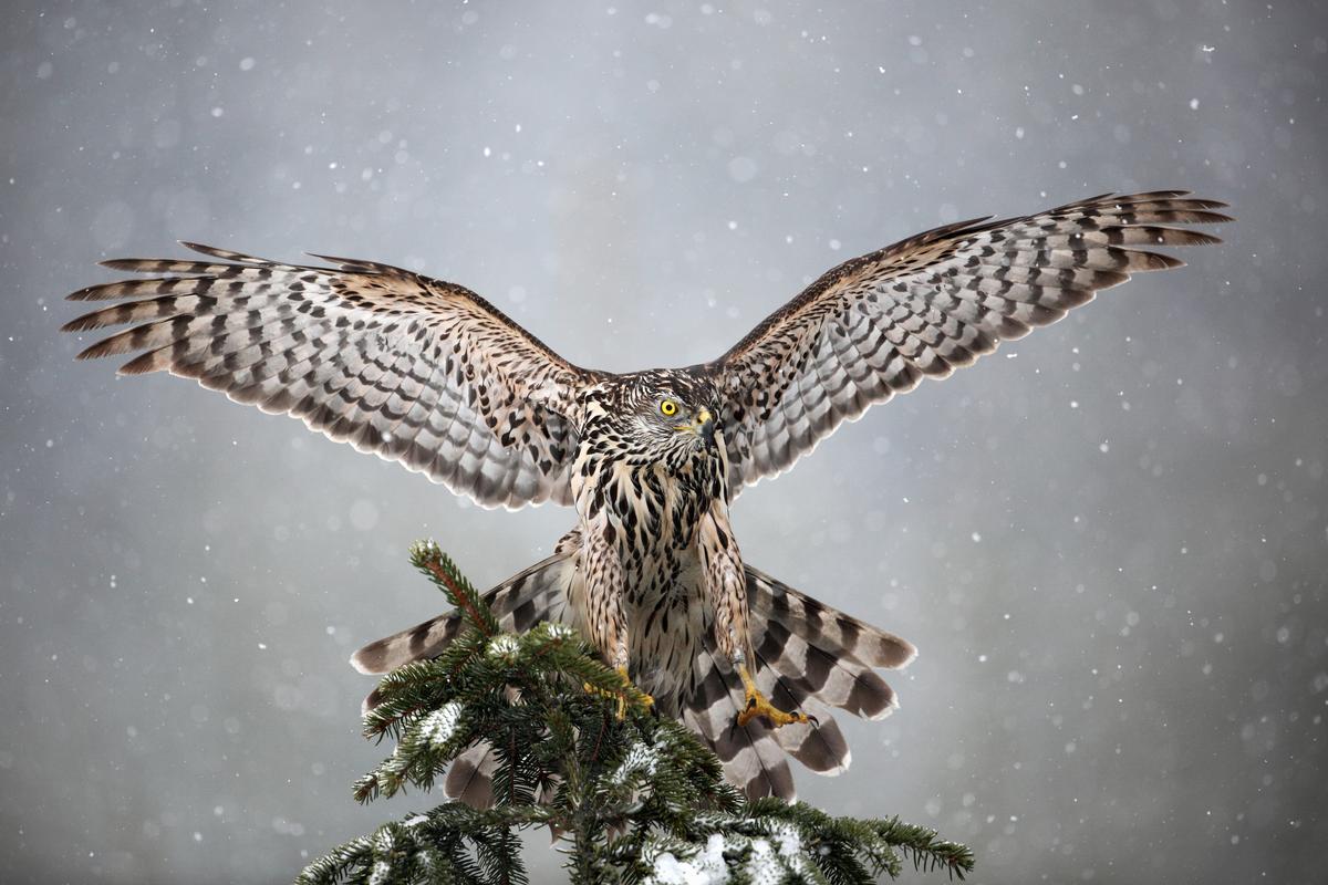 Soar with the Seasons at Hawk Ridge Bird Observatory
