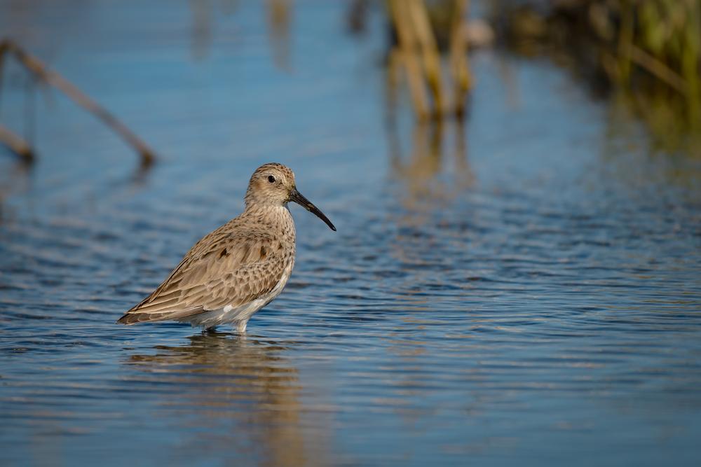Go bird-watching in The Nyquist-Harcourt Wildlife Sanctuary
