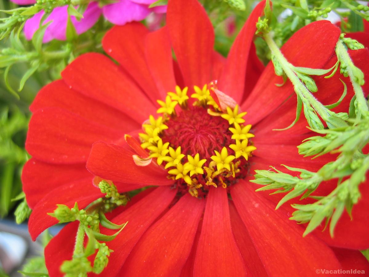 My photo of a bright flower I took at Lauritzen Gardens in Omaha, NE